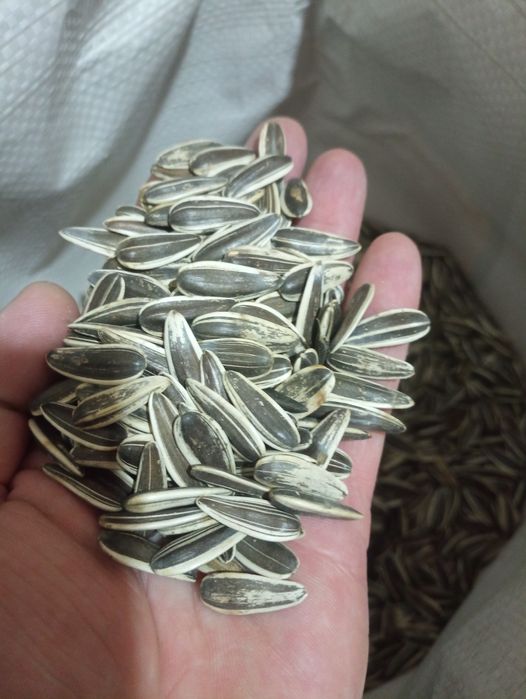 Соняшник смугастий для жарки