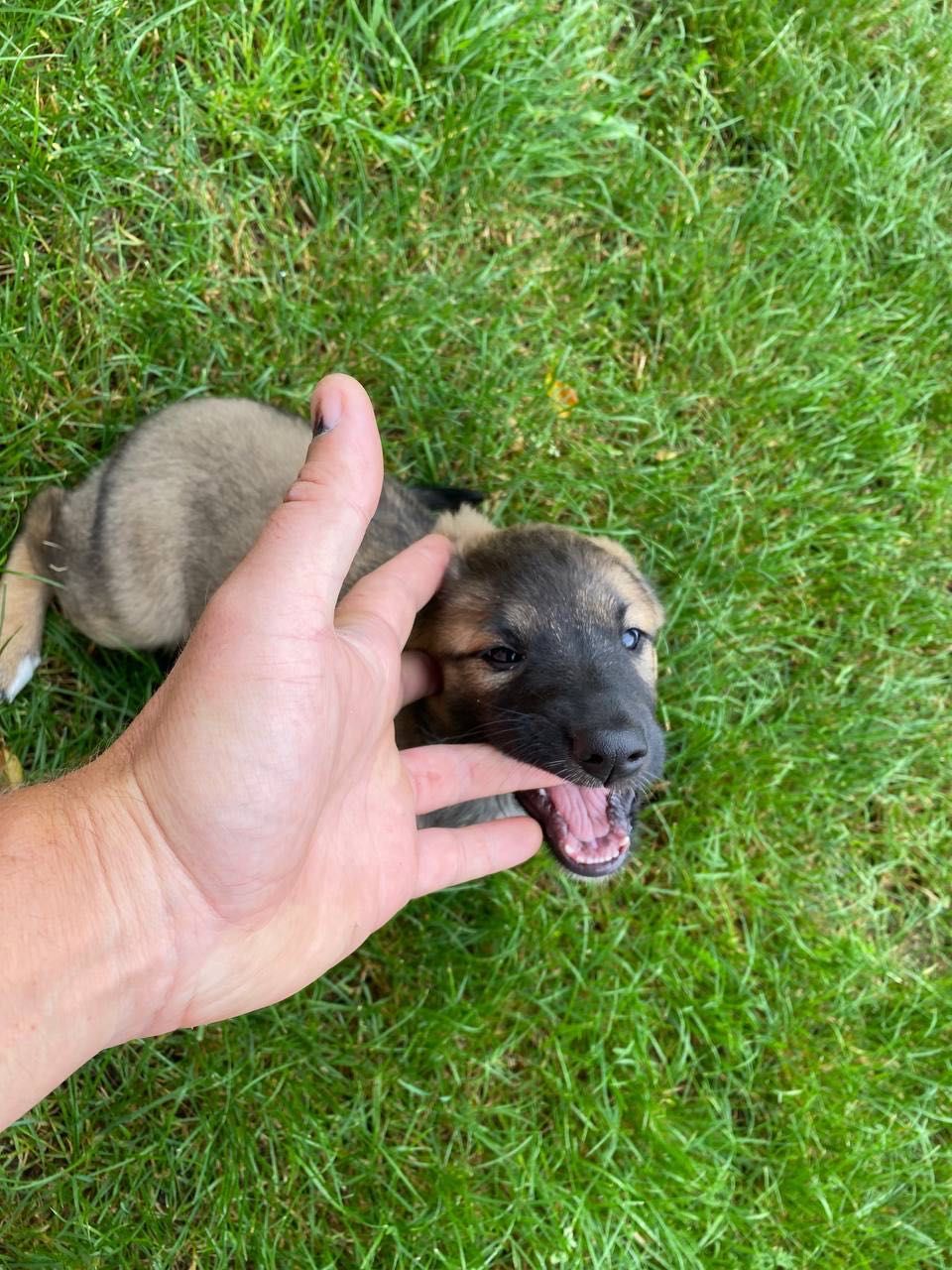 Pies do adopcji. Szczeniętę , jedna suczka