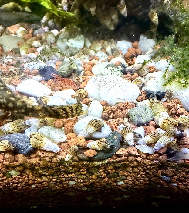 Oddam ślimaki akwariowe (Helenki)