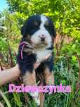 Berneński pies pasterski szczenię