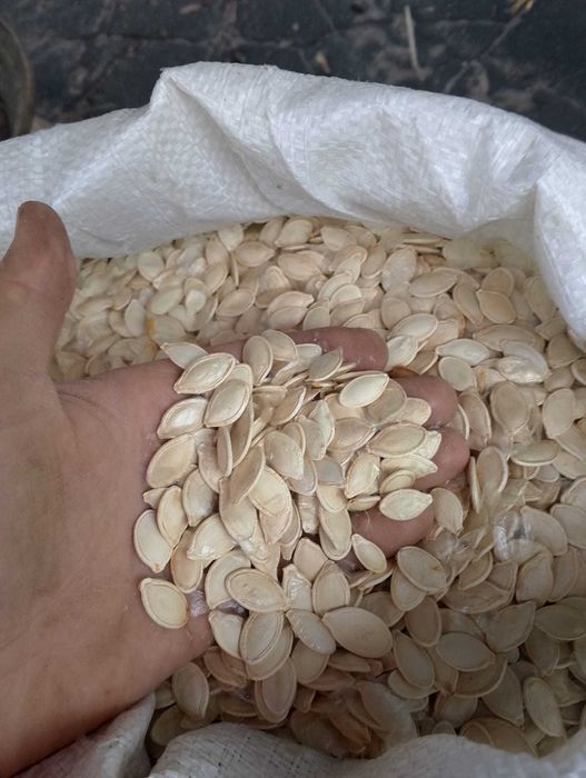 гарбузове насіння, сушене в печі