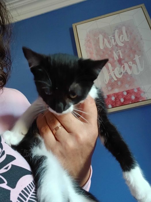 Gatinhos para adoção