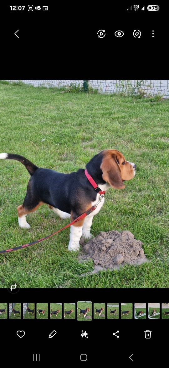 Beagle Pieski ZKWP Fci
