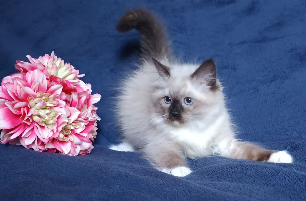 Koty Syberyjskie Neva Masquerade - LUKRECJA ZKolakowegoDomu*PL