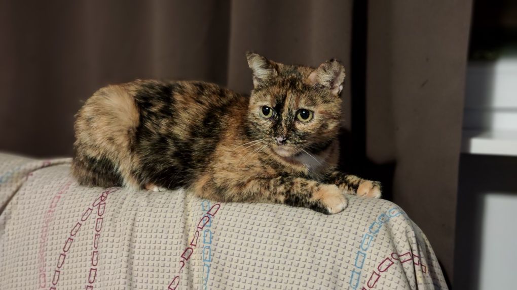 Piękna, grzeczna, urocza kotka w domu tymczasowym czeka na adopcje