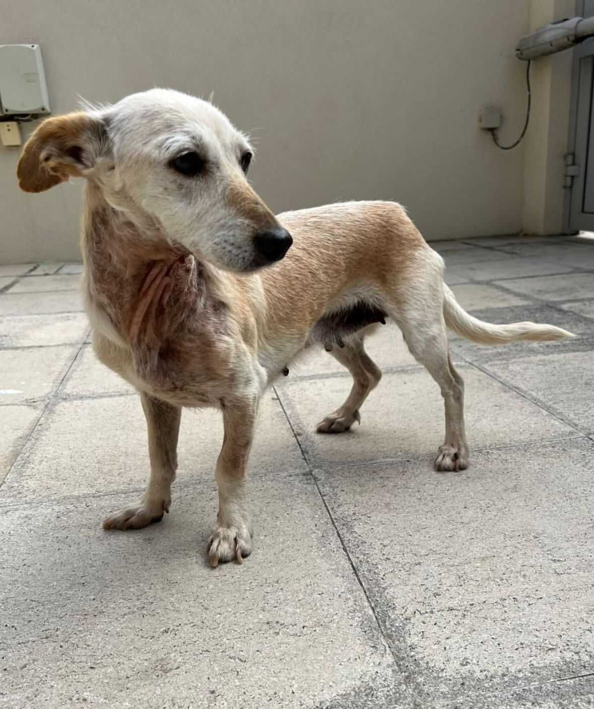 Cadela porte pequeno para adoção responsável