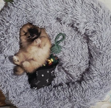 Szpic miniaturowy Pomeranian
