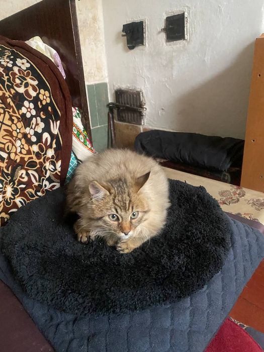 Гарненький пухнастий домашній котик