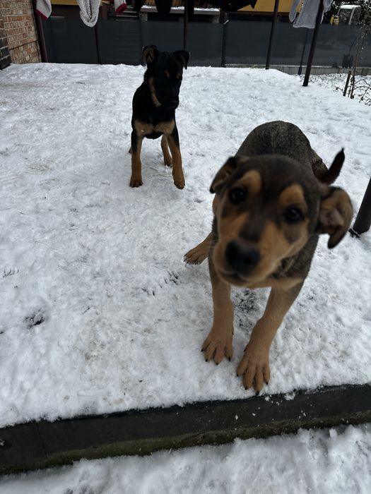 Oddam przytulne psiaki