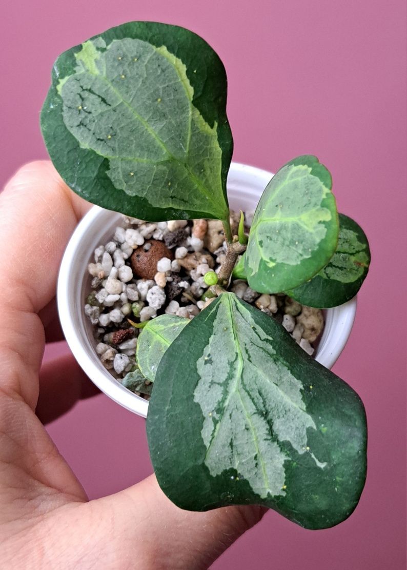 Ficus diversifolia Variegata