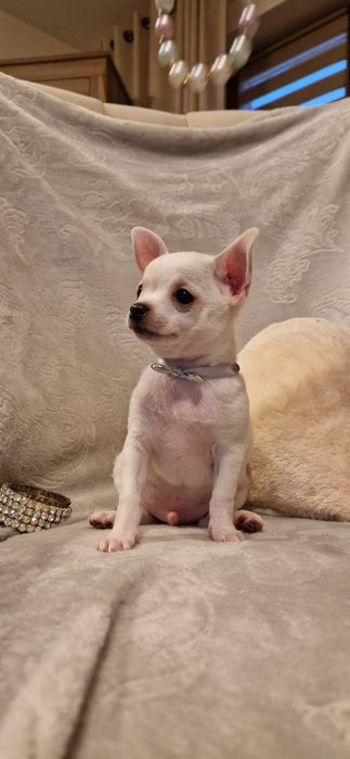 Piękny piesek Chihuahua