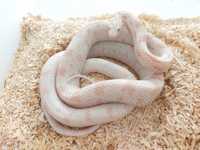 Wąż zbożowy peppermint samiec