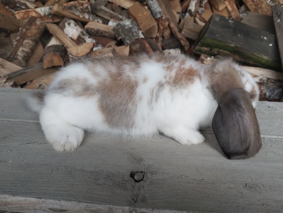 Sprzedam młode barany francuskie różne kolory