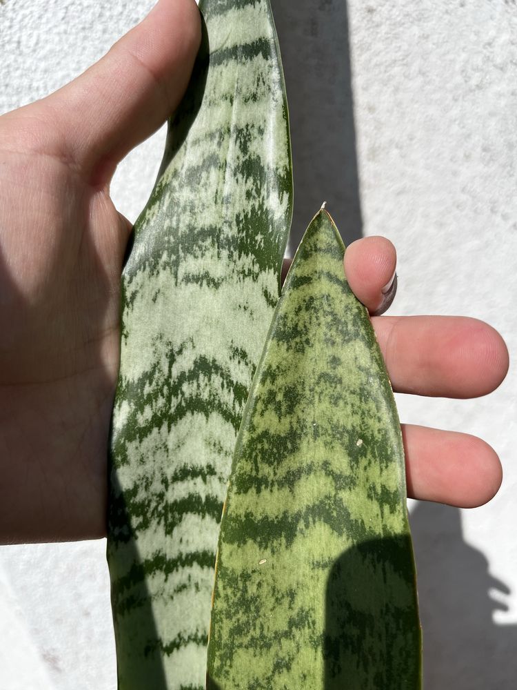 Vaso com Espada de São Jorge (Sansevieria trifasciata) – 2 variedades