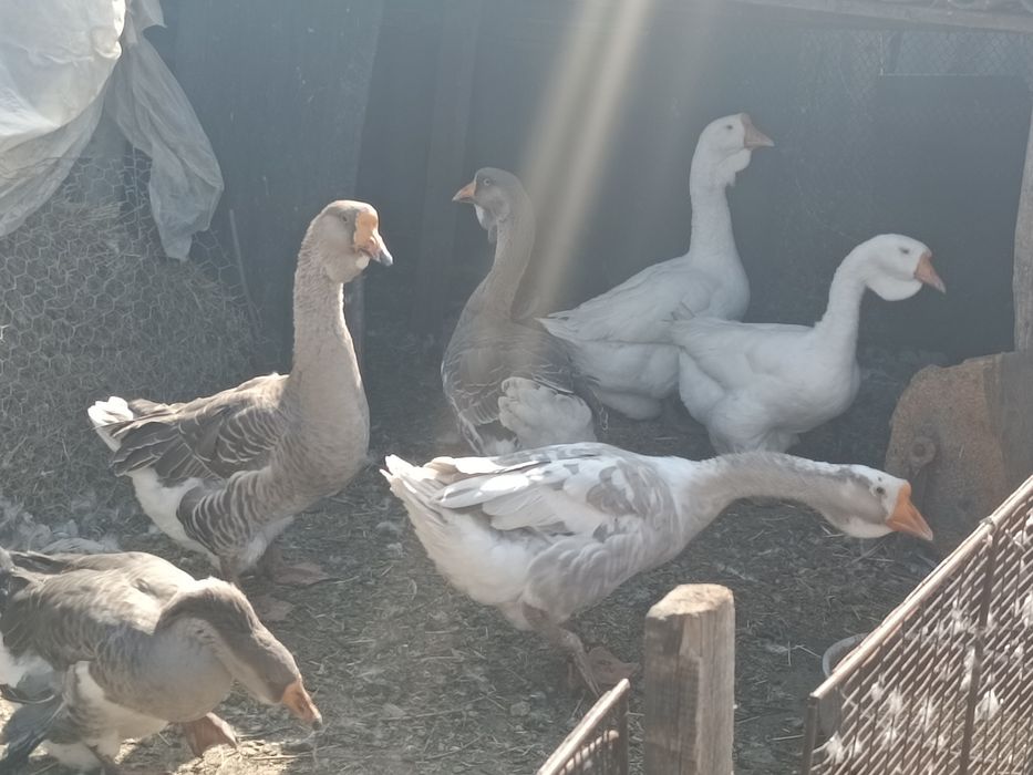 Продам гусей Холмогор