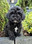 Shihpoo Samiec hybryda ras