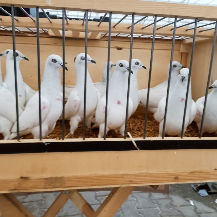 Jasne srebrniaki lot