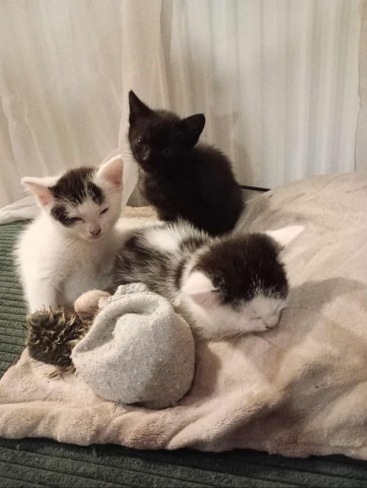 Oddam kociaki 3 sztuki