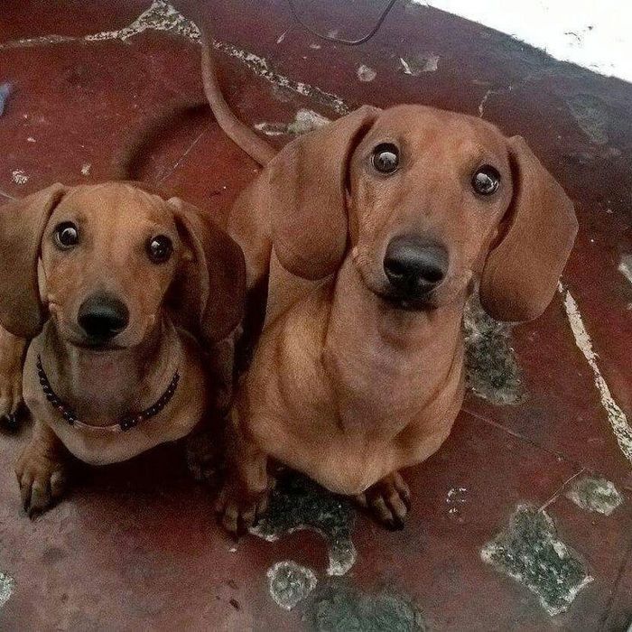 Руда дівчинка з яскравим темпераментом