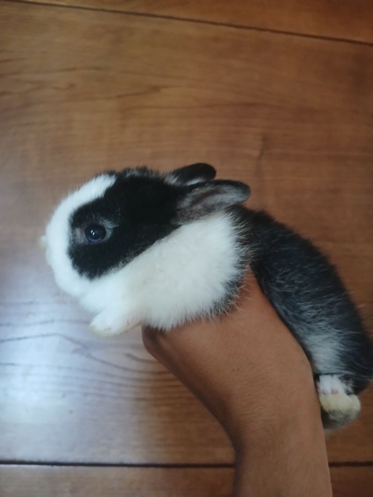 Coelhos anões mini toy holandês