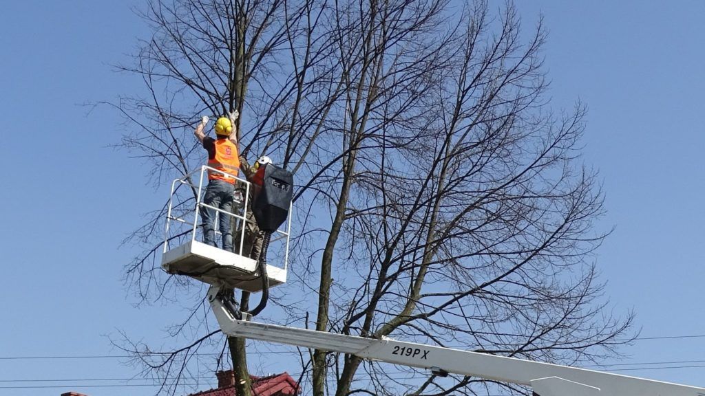 Wycinka Drzew Usługi Ogrodnicze Glebogryzarka Separacyjna Mulczer