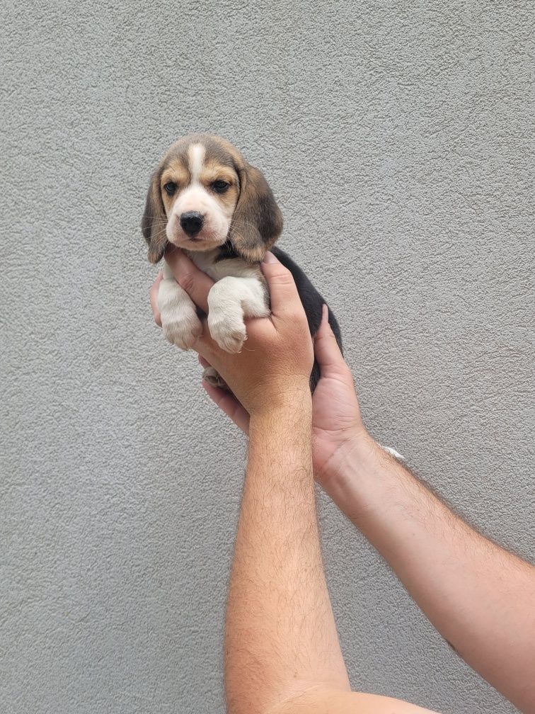 Beagle tricolor 2 meses