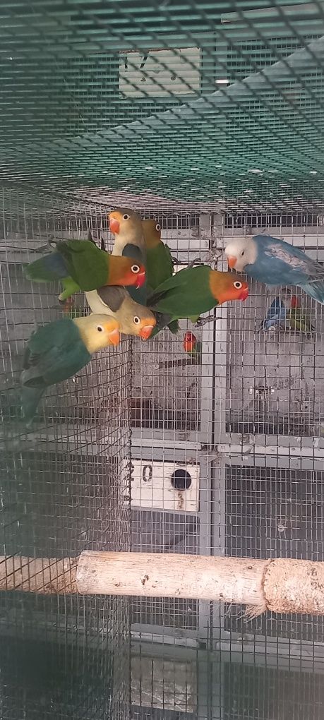 Vários Agapornis fischers
