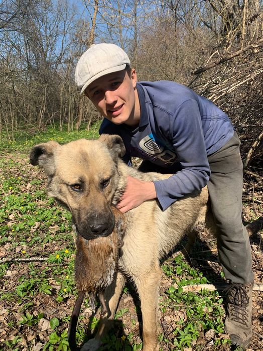 Гарний кобель для сучки