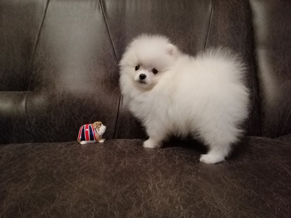 Бомбезні міні шпіцулі