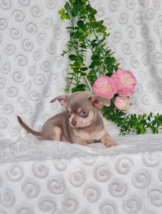 Excelente mini lilac tan Chihuahua/Chiuaua Linhagem Russa,Qualidade