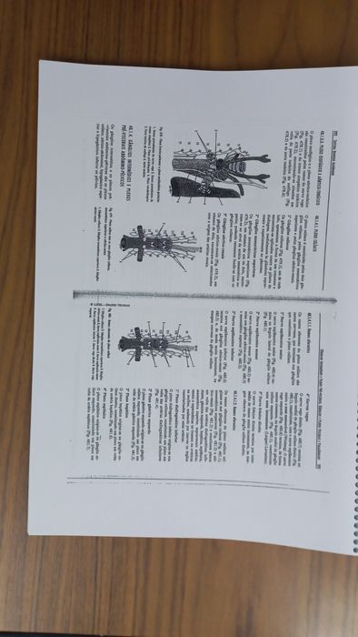 Anatomia Humana da Relação