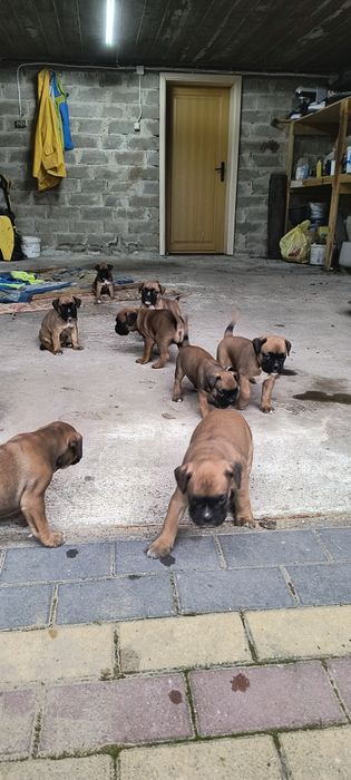 Szczenię bokser rasowe