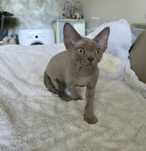 Devon Rex - Dostępna dziewczynka liliowa - Trójmiasto