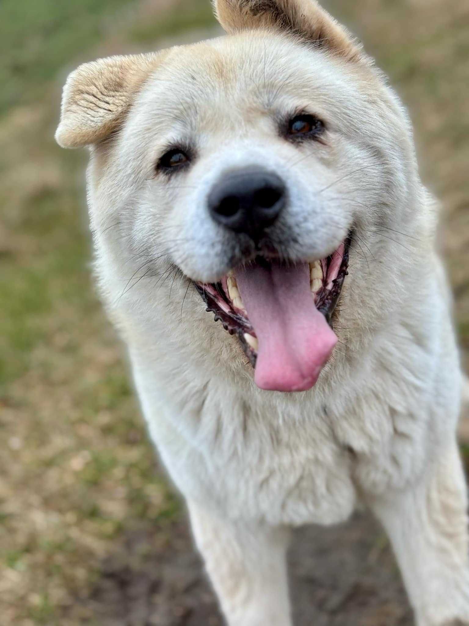 Gaja - Akita w Potrzebie