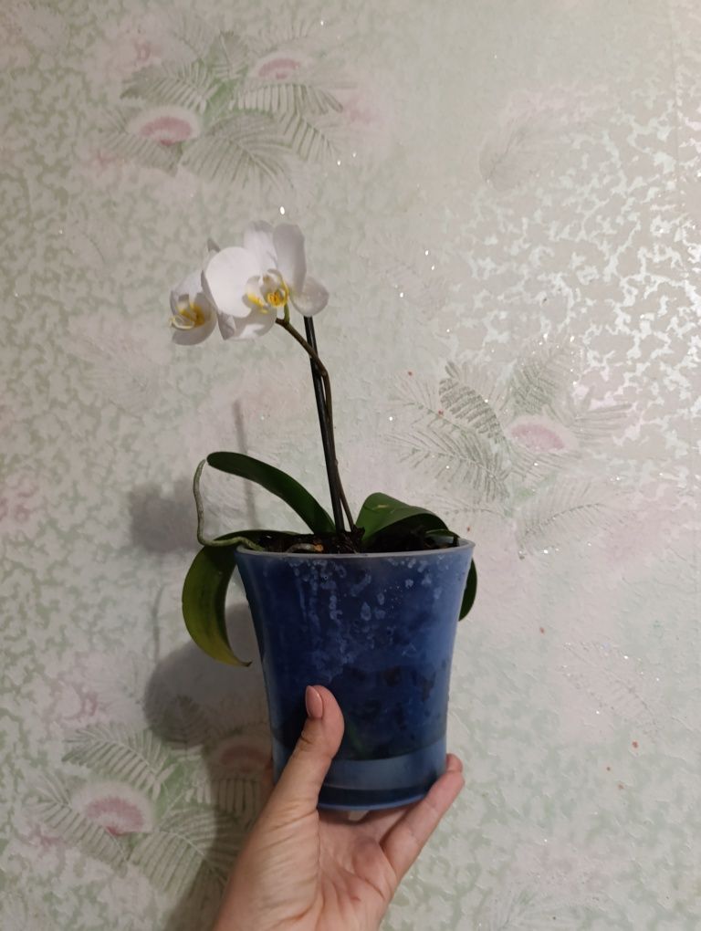 Продам орхидеи красивые