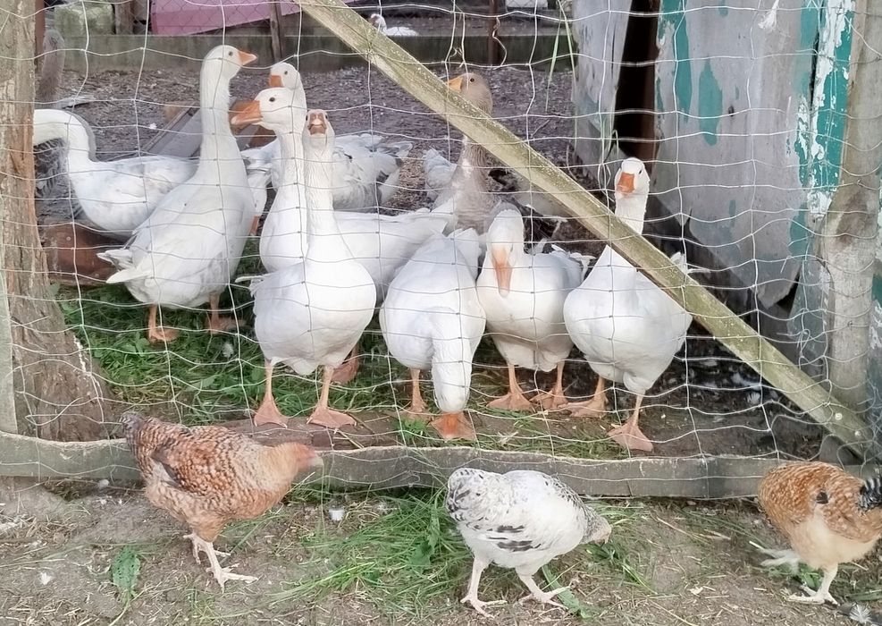 Gęsi, kaczki sprzedam