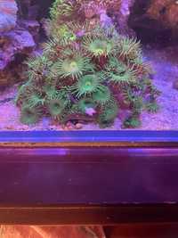 koralowiec palythoa green