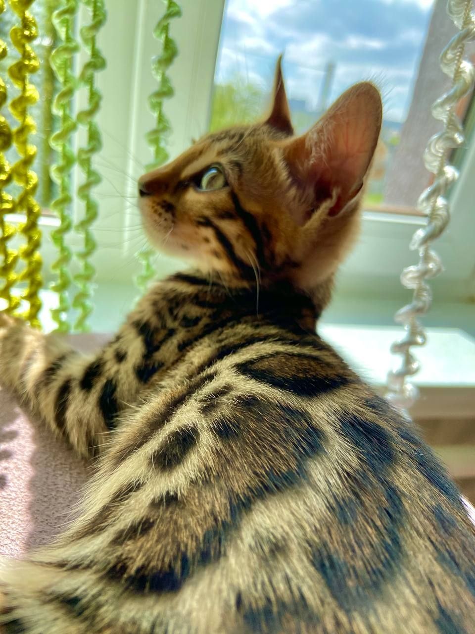 Бенгальське кошеня