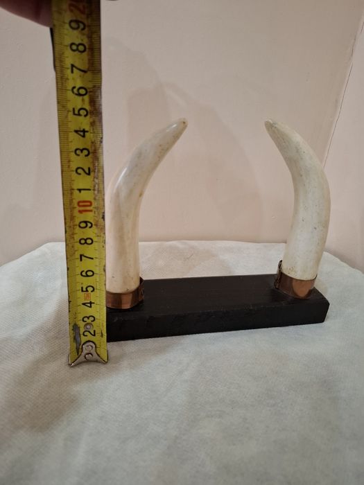 Ікла,  роги  16 сантиметрів