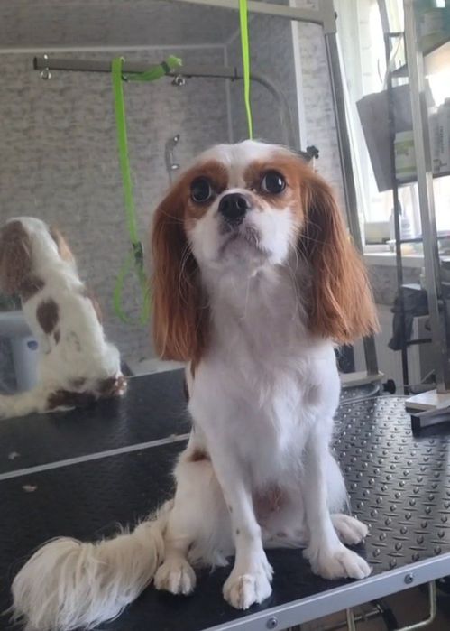 Запрошуємо на грумінг песиків та котиків всіх порід !