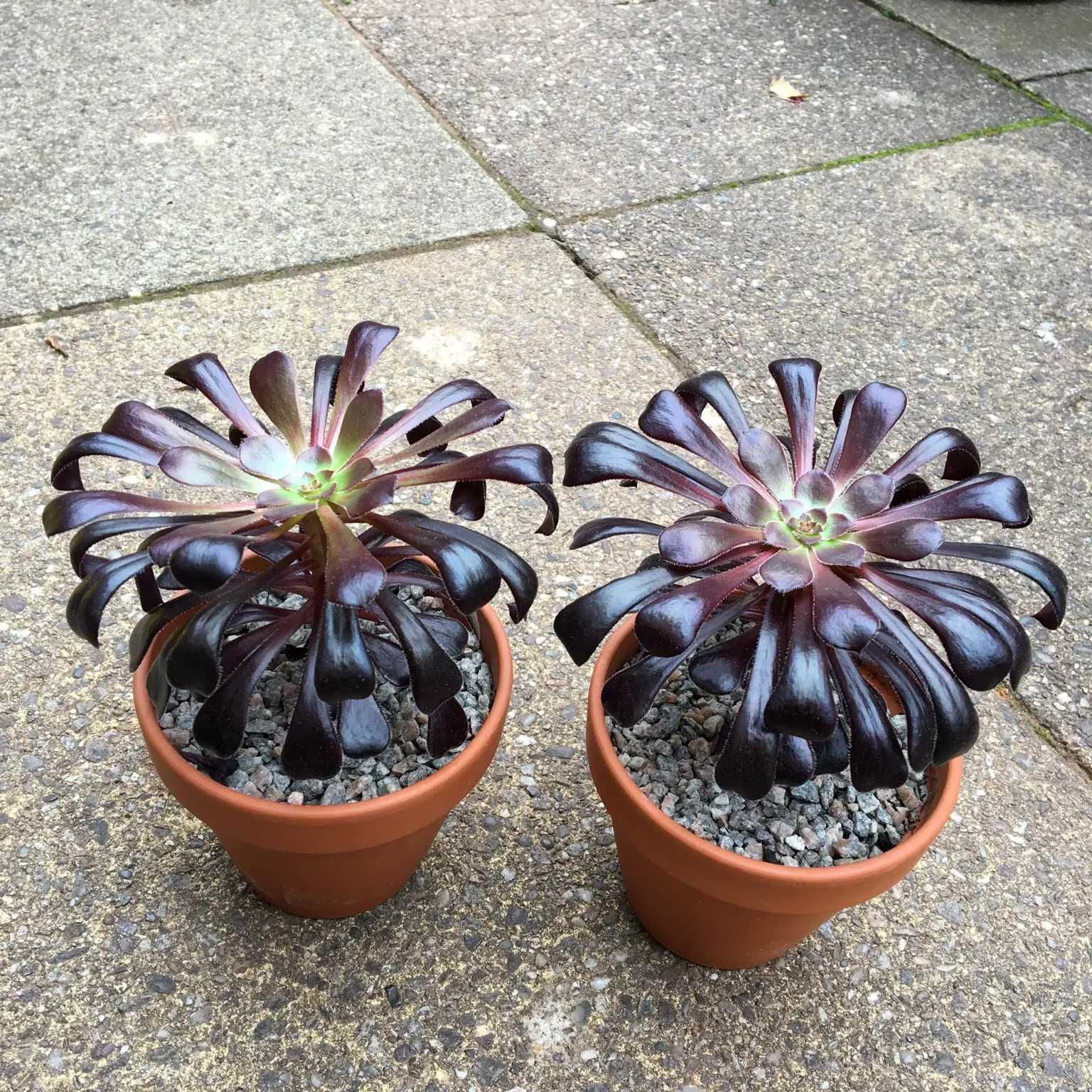 Suculenta Aeonium ROSA NEGRA - Lindissimas