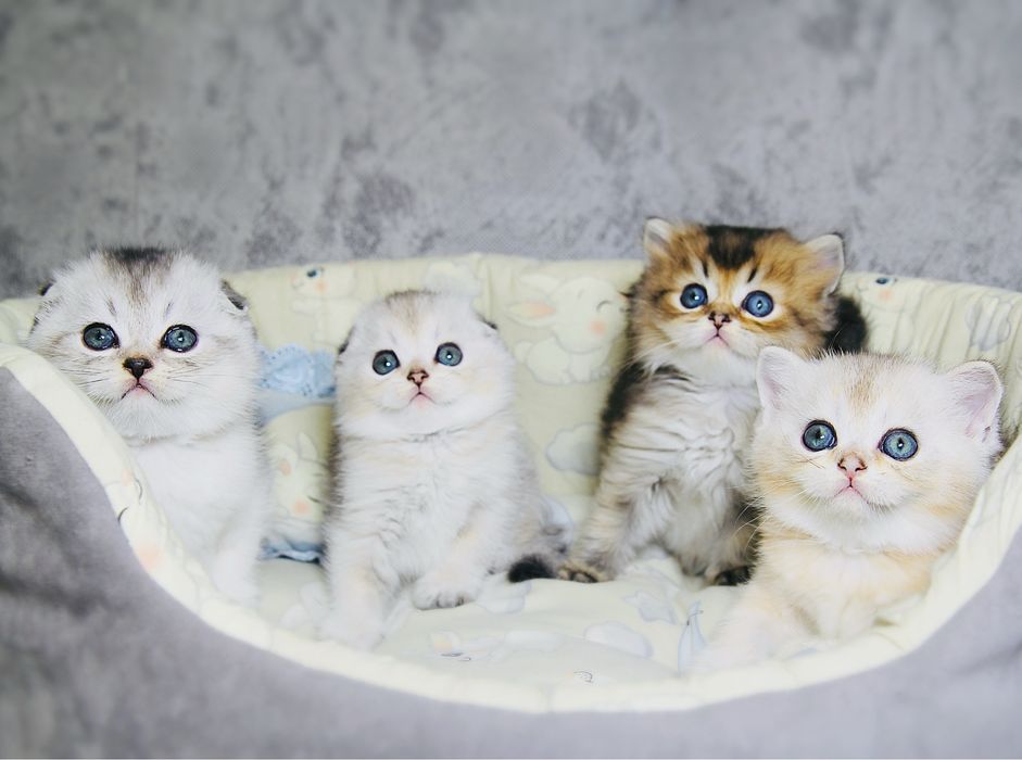 Кошенята Золоті Срібні Шиншили