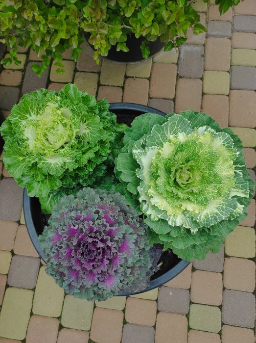 Декоративна капуста Брасіка