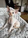 Śliczny kocurek Devon Rex Gucio