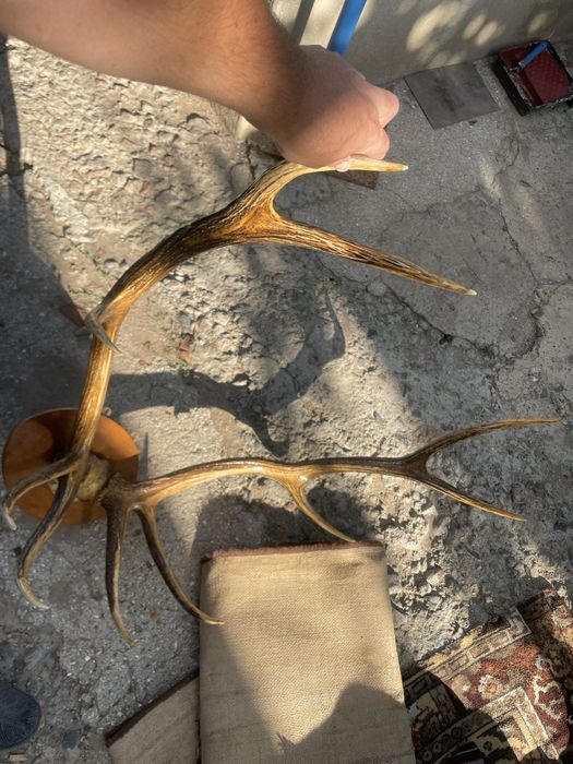 Рога оленя настеные