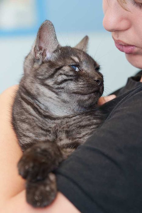 kociak  szuka domu -schronisko Zgierz -aktualne