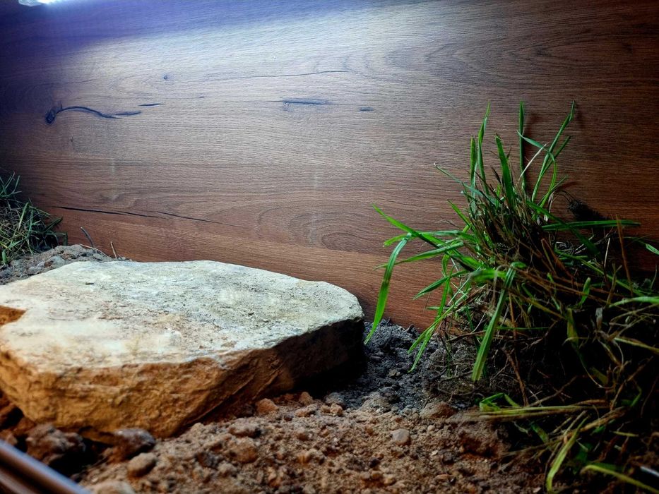 Terrarium 100x40x40 żółw lądowy grecki stepowy