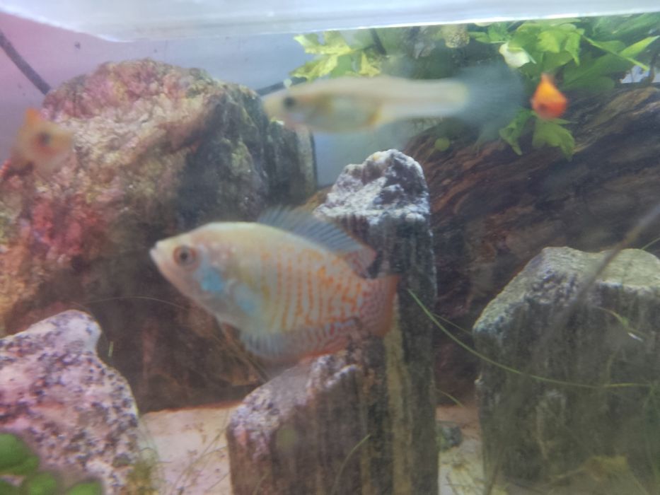 Sprzedam rybki prętnik karłowaty ,molinezje