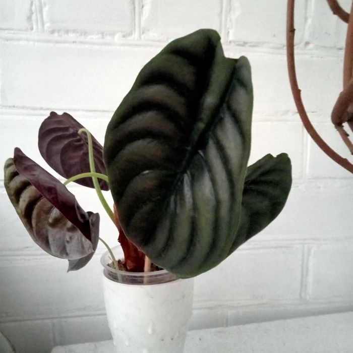 Алаказія, каланхое томентоза, драцена маргіната.