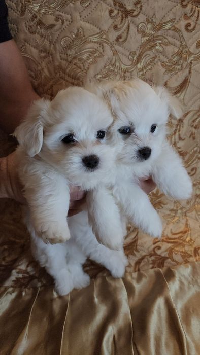 Мальтезе міні цуценята